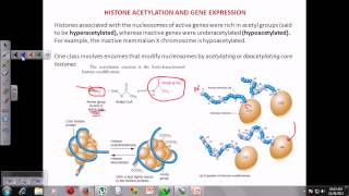 Chromatin remodeling [upl. by Avek591]