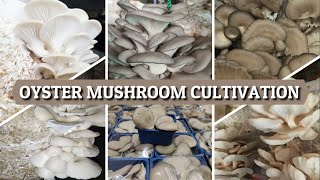 Oyster Mushroom Cultivation  Dhingri Pleurotus ostreatus [upl. by Adnilema294]