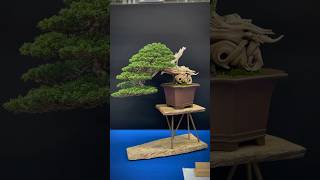 Itoigawa juniper  Trophy Bonsai Show 2023 bonsai bonsaitree bonsaishow tree bonsaiart [upl. by Blisse]