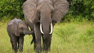 Wildlife of South Sudan  الحياة البرية بدولة جنوب السودان [upl. by Anaul372]