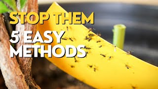 Get Rid of Black Flies on Plants  FUNGUS GNATS [upl. by Ier754]