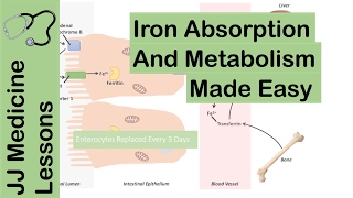 Iron Absorption Transport Metabolism and Regulation  Biochemistry Lesson [upl. by Torray]