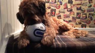 Hughey the Briard Lion Bear Dog amp his new ball [upl. by Maurer]