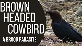 Brown Headed Cowbirds  A Brood Parasite [upl. by Audun832]