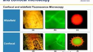 Principles and practice of confocal microscopy in life sciences [upl. by Nikolia]