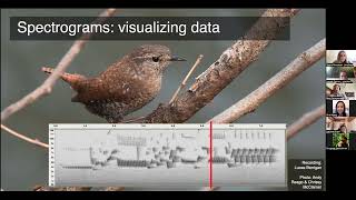 BioacousTalks OpenSoundscape  Flexible deep learning for bioacoustics by Tessa Rhinehart [upl. by Liebowitz]