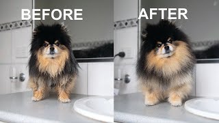 How To Brush a Pomeranian  Brushing My Cute amp Funny Dog [upl. by Neitsirk]