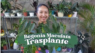 Trasplante de Begonia Maculata  TIPS de Cuidados [upl. by Silloc]