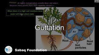 Guttation Biology Lecture  Sabaqpk [upl. by Jerman]