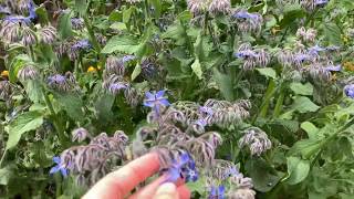 Growing borage A useful selfsowing flowering herb for any garden [upl. by Noroj207]