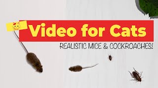 CAT GAMES  Realistic Mice and Cockroach Hunting ☑️ [upl. by Bliss]