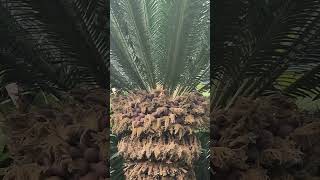 Cycas Revoluta sagopalm [upl. by Acirretal]