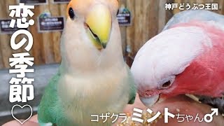 コザクラのミントちゃん♂ 恋の季節♡【神戸どうぶつ王国】指の上でクネクネ 不思議な踊り [upl. by Kaufman]