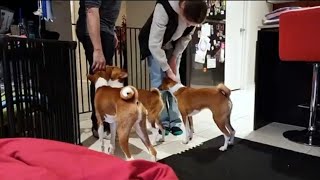 Basenjis and visitors  do you need to be worried [upl. by Eneleahcim918]