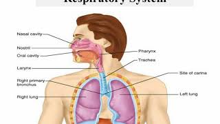 Trachea bronchi bronchioles and alveoli  Anatomy and Physiology [upl. by Atekihs286]