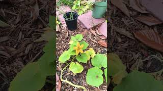 Red Warty Thing Pumpkin Flowers [upl. by Sherrer815]