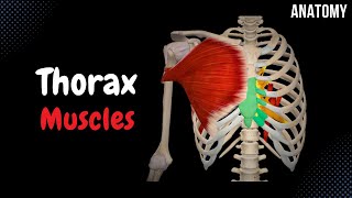 Muscles of the Thorax Origin Insertion Function [upl. by Dulce]