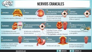 NERVIOS CRANEALES  Morfofisiología [upl. by Kieran706]