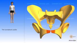 The simplified pelvis the simplified hip bone [upl. by Koran194]