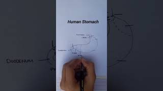 Human Stomach  Stomach diagram [upl. by Rivers361]