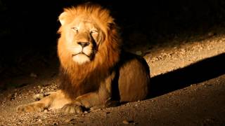 Night Lion Roar at Tintswalo in Kruger National Park South Africa [upl. by Chaney]