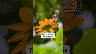 Why Mexican Sunflower Tithonia is a Pollinator Favorite 🌻  Garden Tips pollinatorgarden [upl. by Aitercul]