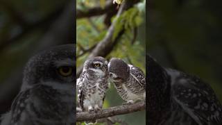 Spotted owlet  sony a6400 [upl. by Euqirrne]