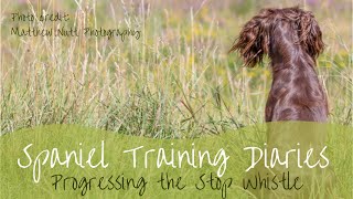 Gundog Training  Progressing the stop whistle and directional cues [upl. by Whitehurst]