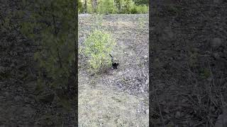 Running Leonberger puppy is just too cute puppy leonberger dog cute [upl. by Bernhard120]