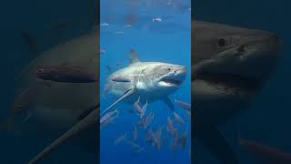 Why Sharks Never Attack Scuba Divers  shorts [upl. by Post]