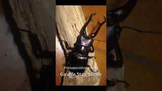 Massive Stag Beetles Jaws insects [upl. by Ragen698]