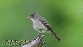 Eastern WoodPewee in Maine [upl. by Easlehc]