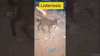 Listeriosis in Kidsgoat farmanimals ytshorts animals livestock farming [upl. by Bendick]