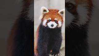 Cute red panda sound 🥺 [upl. by Aerdnahs272]