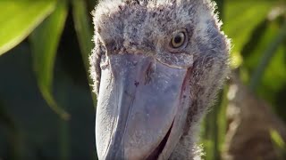 The Dark Side of Shoebill Chicks  Africa  BBC Earth [upl. by Benedicta557]