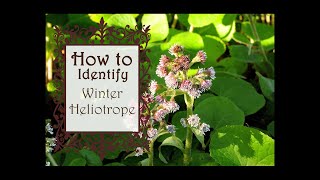 How to identify Winter heliotrope [upl. by Scotty]