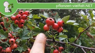 Wohl Zweigriffeliger Weißdorn  Früchte  070918 Crataegus laevigata  Bäume bestimmen [upl. by Marci]