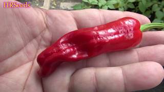 ⟹ Greek Pepperoncini Pepper  Capsicum annuum  Pod Review [upl. by Ayidan]