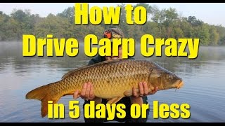 How to drive carp crazy in 5 days or less chum effectively for catching carp [upl. by Kissner]