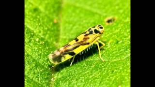 Rice leafhoppers and Planthoppers [upl. by Llet]