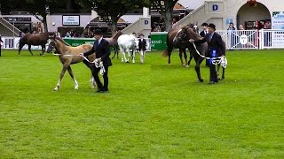 RID Foal Championship RDS Dublin Horse Show 2015 [upl. by Onek]