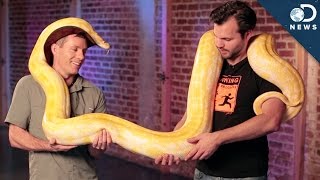 How To Handle A 100Pound Python [upl. by Sprage]