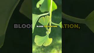 🌿Ginkgo Biloba Health Benefits 🌿2024🌿 healthandwellness facts herbalhelp [upl. by Nrublim]