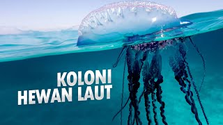 Adaptasi Makhluk Laut Dalam  03 Siphonophore AlamSemenit [upl. by Rainwater923]