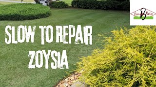 How Quickly Does Zoysia Repair [upl. by Yelsew]