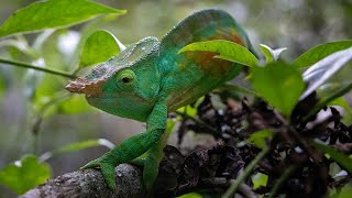 Parsons Chameleon Calumma parsonii  Madagascar [upl. by Aleel]