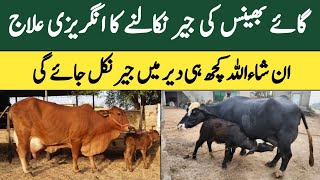 Janwar ki jair nikalny ka best ilaj  how to remove placenta of cows and buffaloes [upl. by Anny]