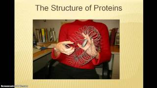 Protein Structure [upl. by Aitercal373]