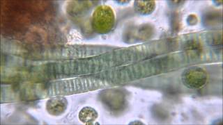 Gliding Motility of Cyanobacteria [upl. by Moonier340]