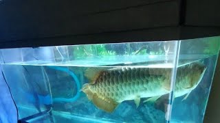 sembang santai bersama chiko Crossback Blue Base Arowana [upl. by Reginald704]